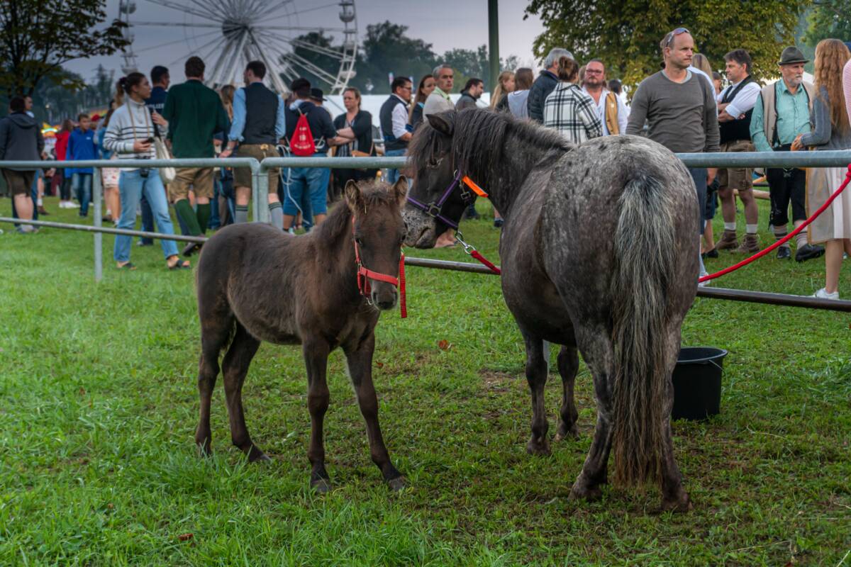 Pferde- und Fohlenmarkt Barthelmarkt 2022